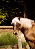 Cheval doux aux crins lumineux dans la nature
